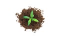 Green sprout tree growth thru brown soil from top view. Royalty Free Stock Photo