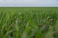 Green sprout of winter wheat on an agricultural field in late autumn, deep perspective, copy space, selected focus, very narrow Royalty Free Stock Photo