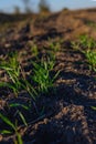 Green sprout of winter wheat in the field close-up. Sunlight warms the seedlings. Farming concept Royalty Free Stock Photo