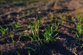 Green sprout of winter wheat in the field close-up. Sunlight warms the seedlings. Farming concept Royalty Free Stock Photo