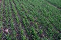 Green sprout of winter wheat in rows on an agricultural field in late autumn, copy space, selected focus Royalty Free Stock Photo