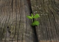 A green sprout among wooden planks, among plastic garbage. The concept of ecology, protection of nature Royalty Free Stock Photo