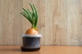 Green sprouted onion plant in plastic pot