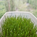 Green Sprouted Wheat Grass for detox and raw food diet. Healthy life Royalty Free Stock Photo