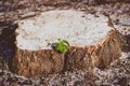 Green Sprouting Plant On A Round Wooden Stump