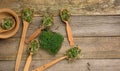 Green sprouts of chia, arugula and mustard in a wooden spoon on a gray background from old gray boards Royalty Free Stock Photo