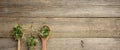 Green sprouts of chia, arugula and mustard in a wooden spoon on a gray background from old gray boards Royalty Free Stock Photo