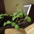 Green sprouts with drops of dew, rain among old open books. Concept of knowledge, cognition and enlightenment, ecology Royalty Free Stock Photo