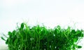 Green sprouts of fresh young peas at home on the windowsill Royalty Free Stock Photo
