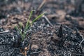 The green sprouts germinate from the ground on a burned-out field Royalty Free Stock Photo