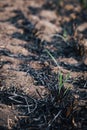 The green sprouts are germinating from the ground on a burned-out field Royalty Free Stock Photo