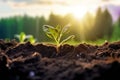 Green sprouts grow in soil. Soil regeneration concept Royalty Free Stock Photo