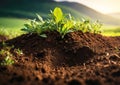 Green sprouts grow in soil. Soil regeneration concept Royalty Free Stock Photo
