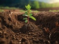 Green sprouts grow in soil. Soil regeneration concept Royalty Free Stock Photo