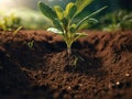 Green sprouts grow in soil. Soil regeneration concept Royalty Free Stock Photo