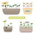 Green sprouts. Microgreen growing seed, beet, radish, sunflower and peas. Seedling with leaves and roots in pots