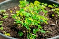 Green Sprouts Of Mimosa Pudica Growing From Soil In Pot In Green