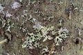 Green sprouts of moss on a rough snow covered tree bark Royalty Free Stock Photo