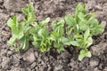 Green sprouts of the pea Pisum sativum Royalty Free Stock Photo