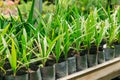 Green Sprouts Of Plant Palm Tree With Leaf, Leaves Growing From Soil In Pot In Greenhouse Or Hothouse. Royalty Free Stock Photo