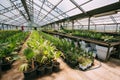 Green Sprouts Of Plants Palms Trees Growing From Soil In Pots In Greenhouse Or Hothouse. Spring, Royalty Free Stock Photo
