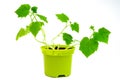 Green sprouts in pot. Young shoots of cucumbers. Royalty Free Stock Photo