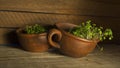 Green sprouts seeds in a brown ceramic cup 4 Royalty Free Stock Photo