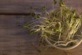 Green sprouts seeds in a white ceramic cup Royalty Free Stock Photo