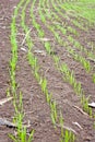 Green sprouts in a soil outdoors Royalty Free Stock Photo