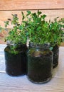 sprouts of thyme seedlings at home in glass jars