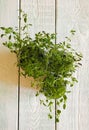 sprouts of thyme seedlings at home in glass jars