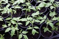 Green sprouts of tomato seedling in small black pots with the earth. top view Royalty Free Stock Photo