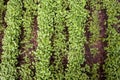 Green sprouts of vegetables in the beds in the greenhouse. Green seedlings background Royalty Free Stock Photo