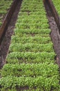 Green sprouts of vegetables in the beds in the greenhouse. Green seedlings background Royalty Free Stock Photo