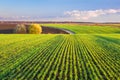 Green sprouts of wheat grow in rows on the hilly terrain of agricultural fields. Picturesque autumn landscape in evening colors Royalty Free Stock Photo