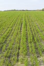 Green sprouts of winter wheat in a large field go to the horizon in long rows. Spring. Place for text. Vertical. Royalty Free Stock Photo