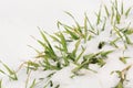 Green sprouts of winter wheat under the snow, close-up shot, concept of stamina Royalty Free Stock Photo