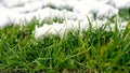 Green sprouts winter wheat under snow. White snow and fresh young grass spring banner background Royalty Free Stock Photo