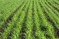 Green sprouts of young wheat