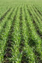 Green sprouts of young wheat