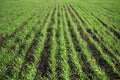 Green sprouts of young wheat