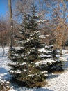 Green spruce