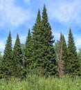 Green spruce against the sky