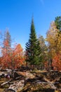 Green spruce in the autumn forest among trees with yellow and red leaves, against a blue sky. Sunny early autumn. Royalty Free Stock Photo