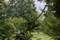 Green spruce branch. Beautiful branch of spruce with needles. Christmas tree in nature. Green spruce.