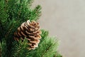 A green spruce branch with a bump. Royalty Free Stock Photo