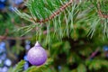 Green spruce branch with new year shiny purple toy