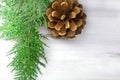 Green spruce branch with pine cone on white background Royalty Free Stock Photo
