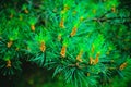 Green spruce branch. prickly needles with bumps appear. A beautiful fir branch with