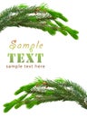 The green spruce branches Royalty Free Stock Photo